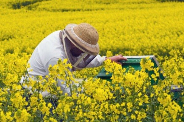  Imker im Rapsfeld öffnet den Bienenstock