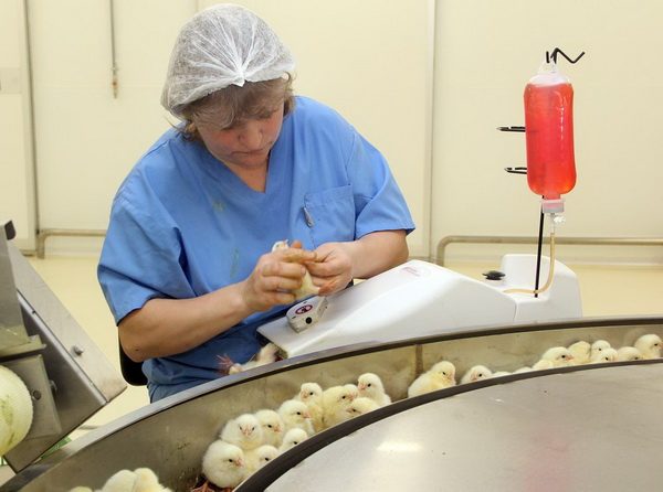  Vaccination de poulets dans un élevage de poulets