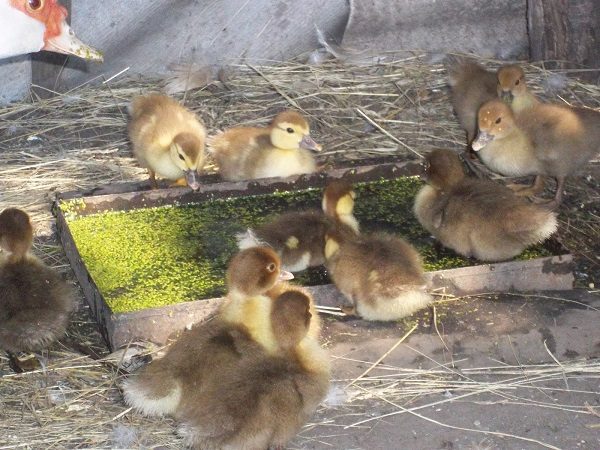  L'organisation des bols à boire pour les petits poussins