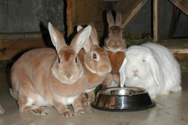  Les lapins boivent de l'eau du buveur