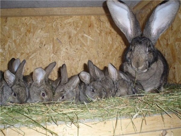  Petit lapin avec petit lapin