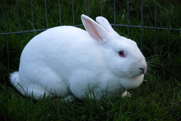  Lapin blanc au valier