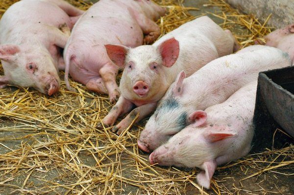  Porky liegen auf dem Boden