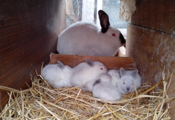  Kleine Kaninchen mit einem Kaninchen