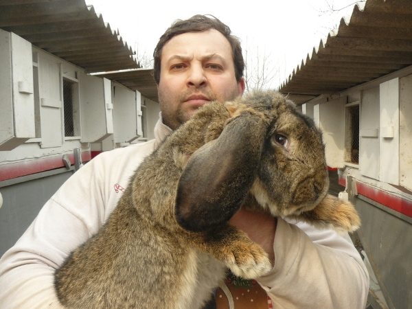  Kaninchen der Rasse französischer Widder