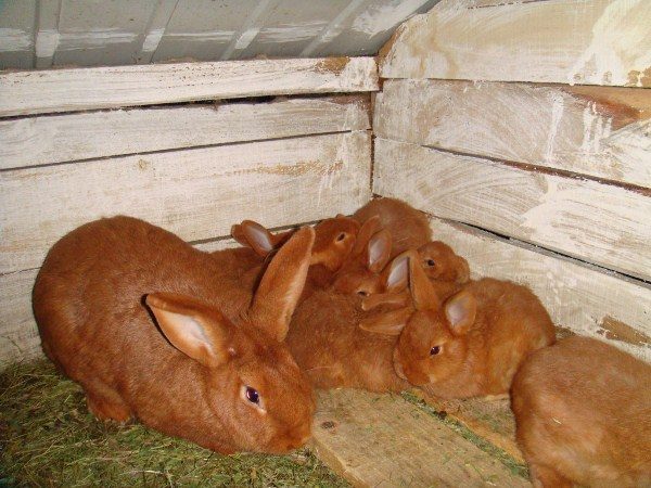  Lapin rouge Nouvelle-Zélande