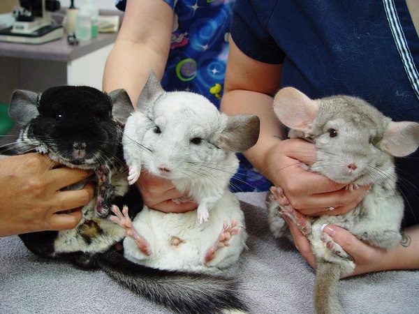  Chinchillas in verschiedenen Farben