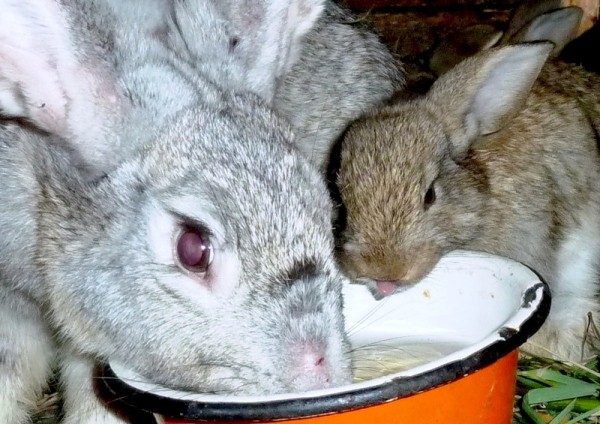  Kaninchen trinken Wasser mit einer Lösung von Bikoksa