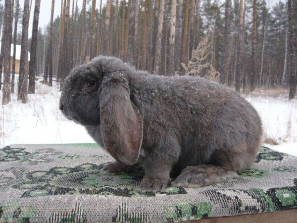  Züchten Sie einen Kaninchen-Widder