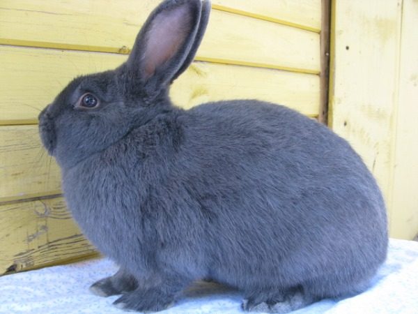  Wiener blauer Hase