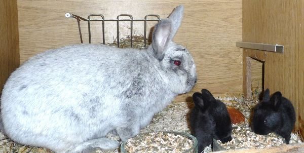  Schwarze Kaninchen mit einem Kaninchen