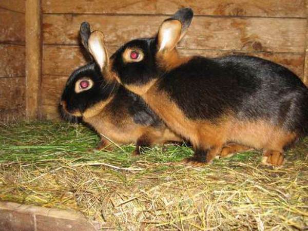  Schwarzes braunes Kaninchen