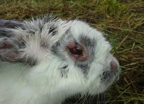  Apparition de myxomatose chez le lapin