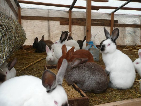  Kaninchen in Stiften halten