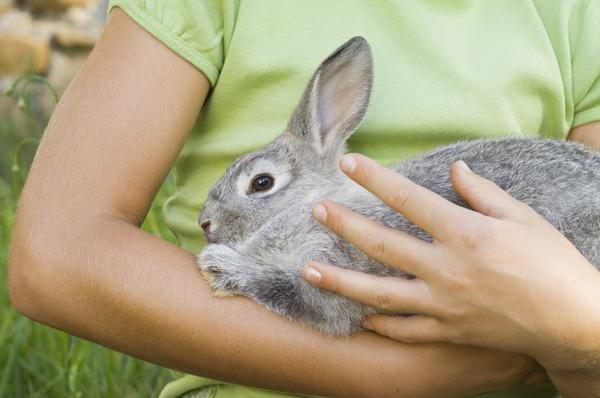  Abattage de lapins