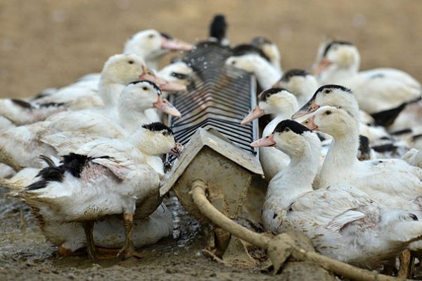  Mangeoire pour une nutrition adéquate des canards adultes