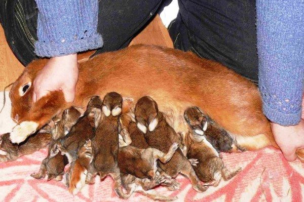  Kaninchen füttert kleine Kaninchen