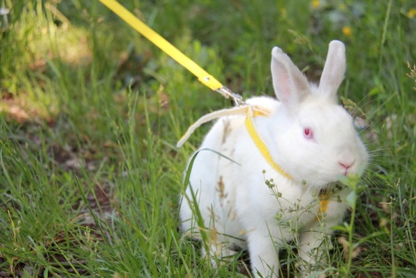  Wie für Kaninchen zu sorgen