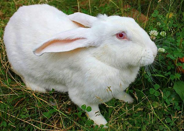  Weißes riesiges Kaninchen