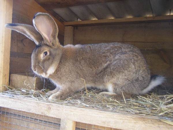  Lapin de Flandre