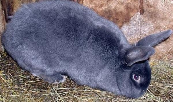  Lapin gris