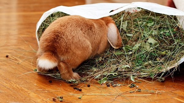  Kaninchen, kletterte in die Tasche