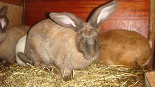  Lapin enceinte dans le stylo