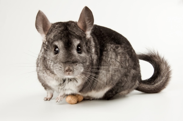  Chinchilla muss mit frischem Heu gefüttert werden.