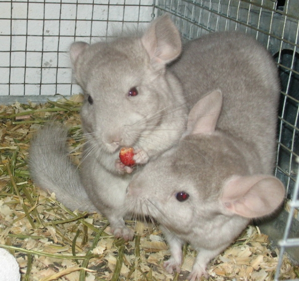  Die Nahrung für Chinchillas sollte von hoher Qualität und frisch sein.