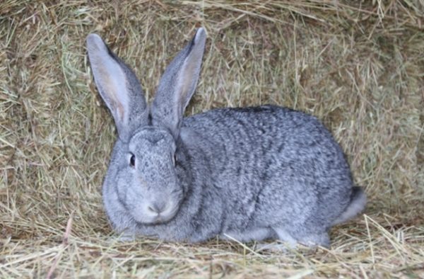  Race de lapin soviétique