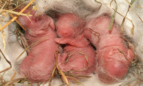  Gerade geborene Babykaninchen