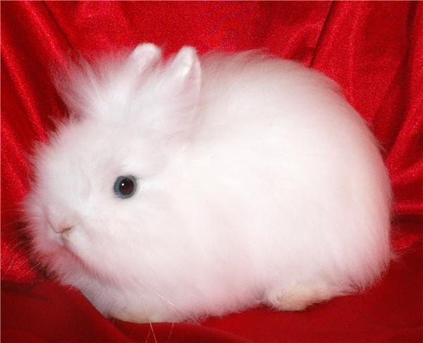  Angora-Zwergkaninchen