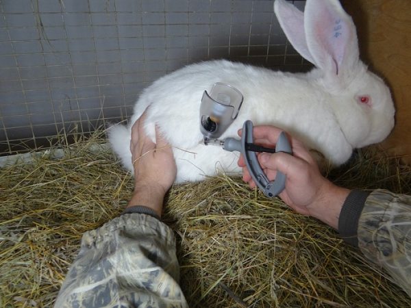  Verwendung von Antibiotika