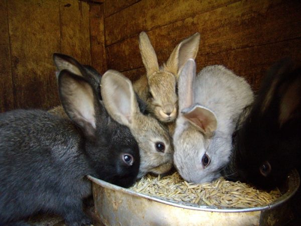  Lapins mangeant de l'avoine