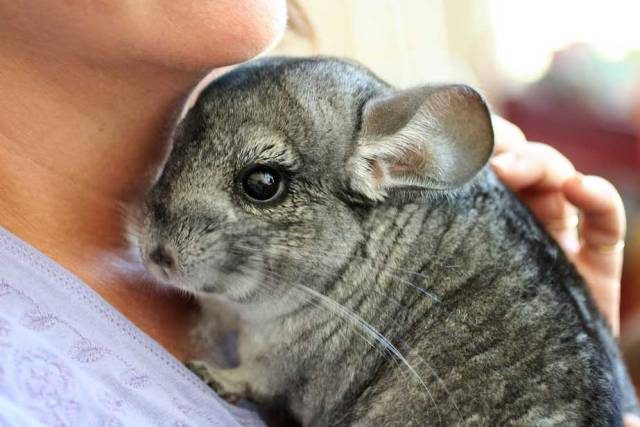  Chinchilla zu Hause