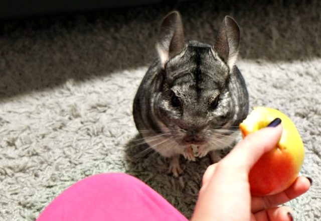  Comment et quoi nourrir les chinchillas à la maison