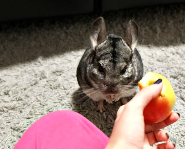  Wie und was kann man Chinchillas zu Hause füttern?