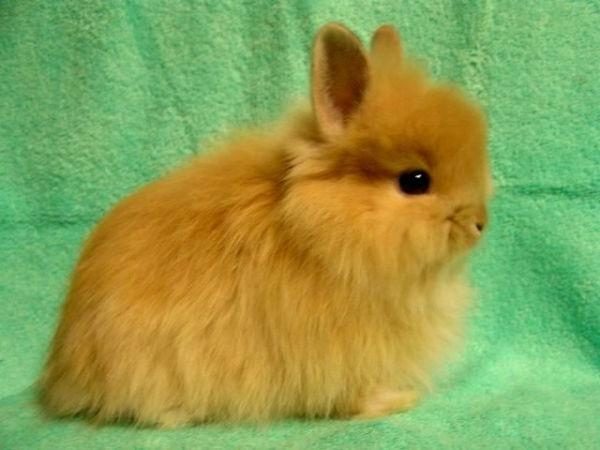  Fox Pygmy Rabbit