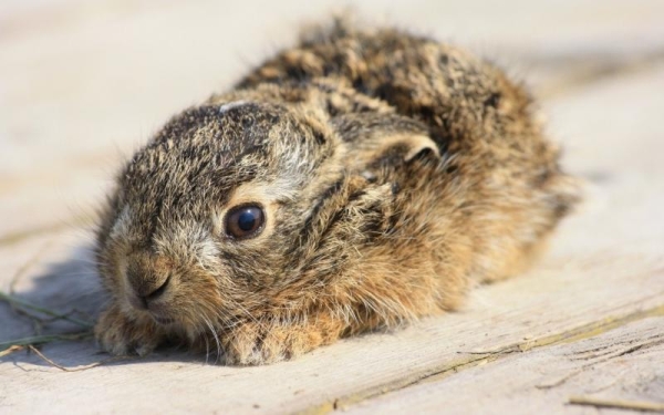  Trisulfon wird zur Behandlung von Infektionen und Viren bei Kaninchen verwendet.