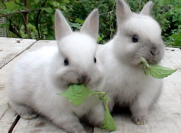  Que nourrir les lapins