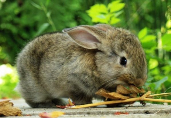  Das Kaninchen in der Natur füttern