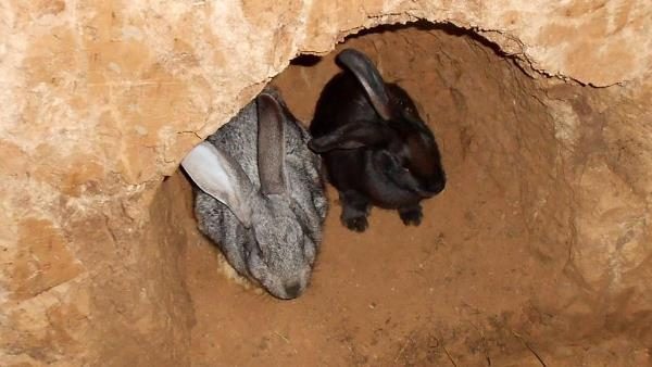  Lapin et lapin dans un trou