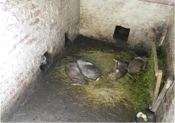  Kaninchen in der Grube