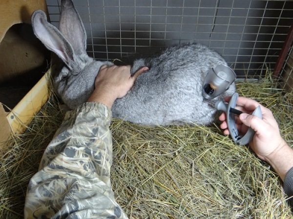  Vaccination du lapin