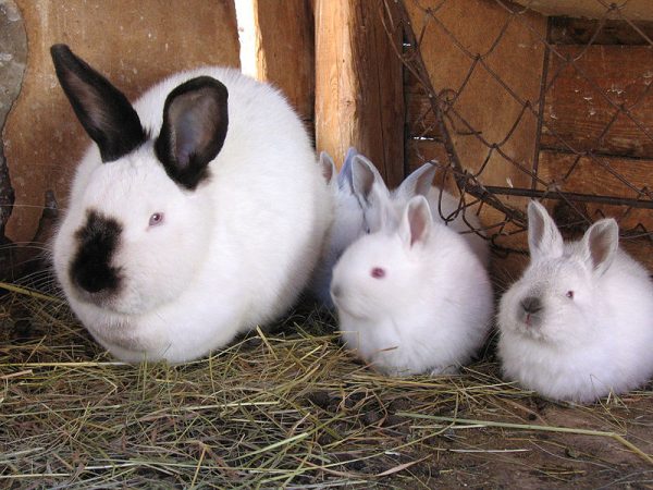  Kalifornisches Kaninchen mit Nachkommen