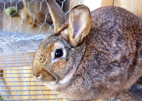  Diarrhée chez le lapin