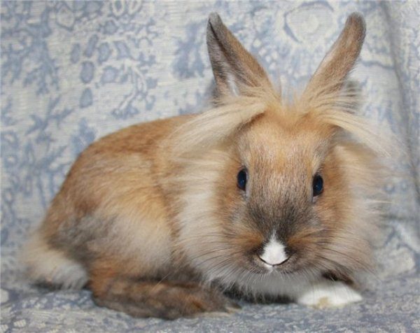  Lionhead Lapin