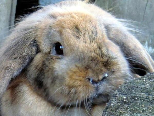  Maladies des oreilles chez le lapin