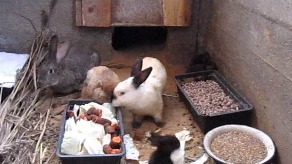  Kaninchen essen in der Grube