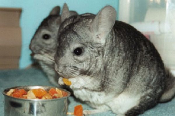  Richtig essen Chinchilla